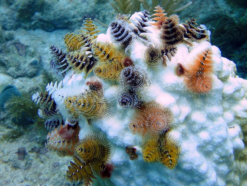 Christmas-Tree-Worm-underwater