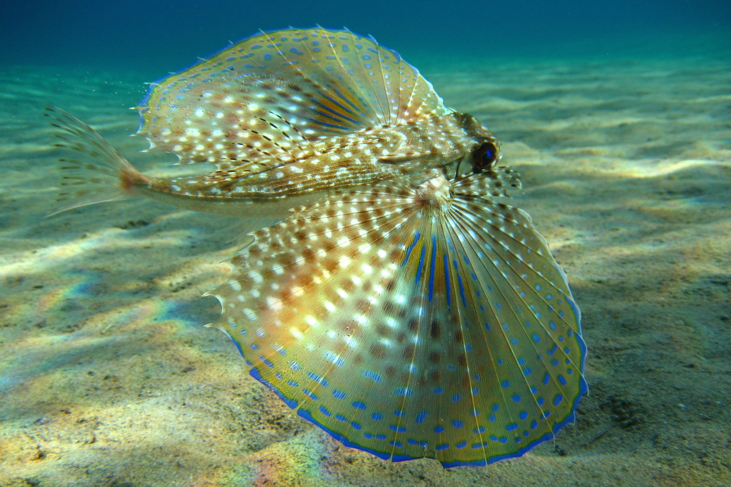 Flying Gurnard-underwater