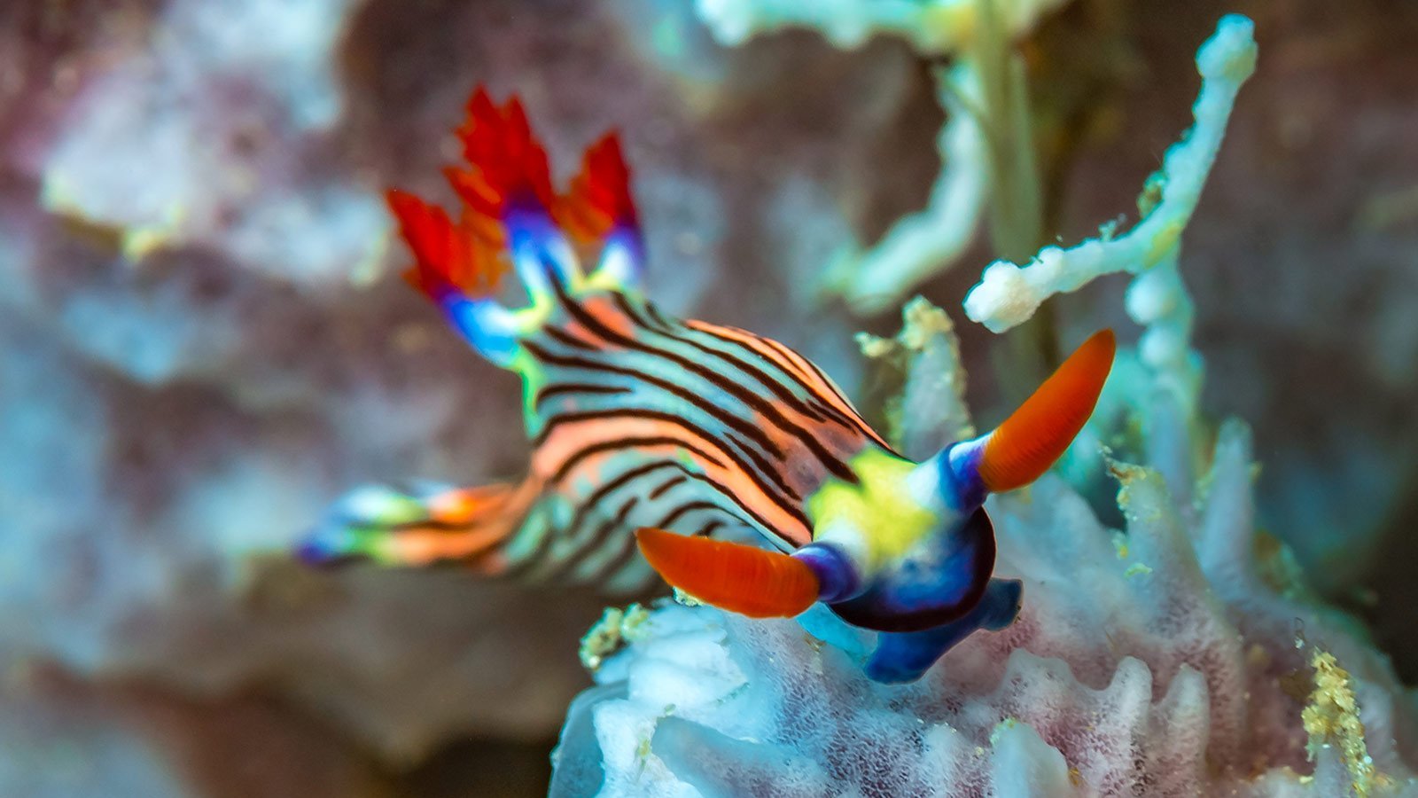 colorful-Nudibranch