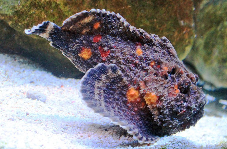 Stonefish-underwater