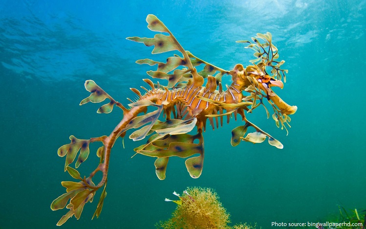 Leafy-Seadragon-underwater