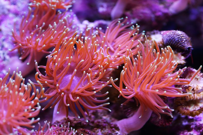 Red-Sea-Anemone