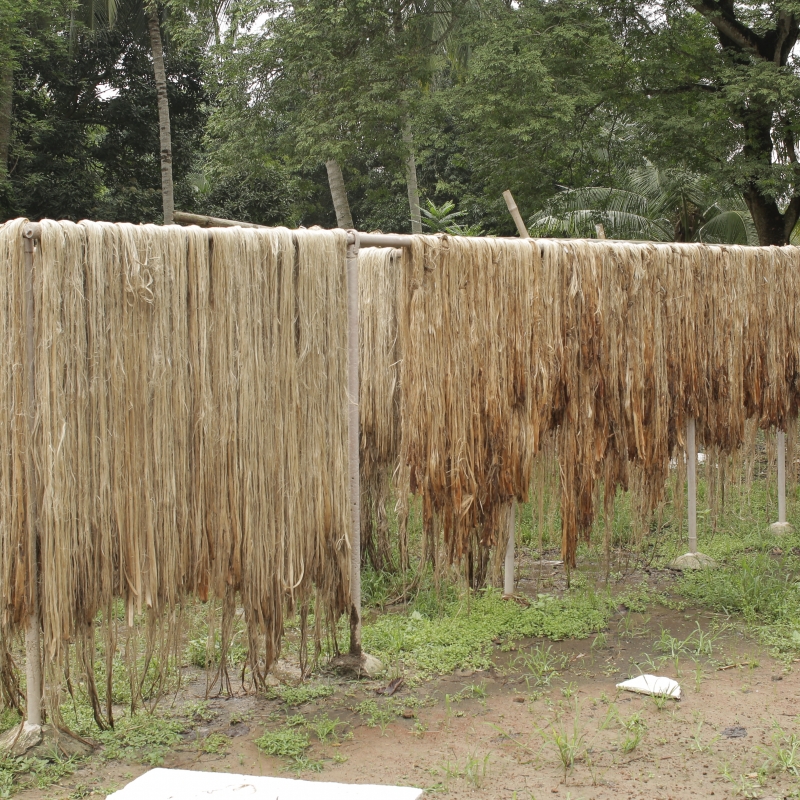 jute-cultivation-and-yarn-making-process