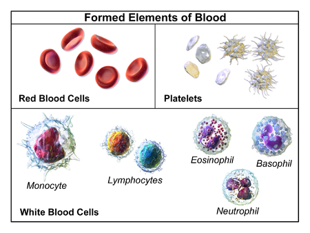 Function, types and description of Blood cells