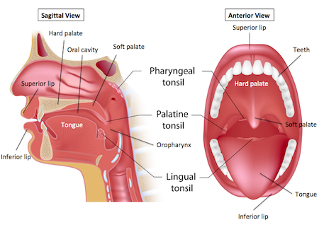 Anatomy and working function of mouth