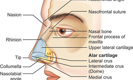 A brief description about the anatomy of human nose