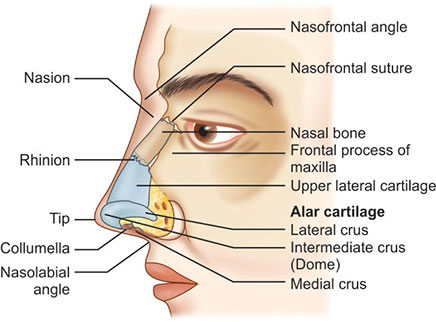 A brief description about the anatomy of human nose