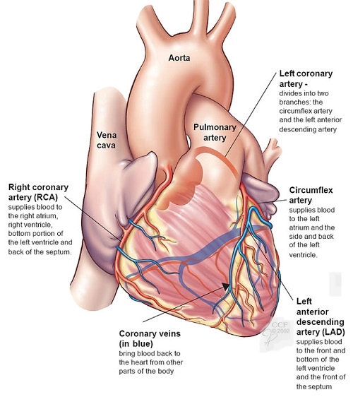 Anatomy and working function of human heart
