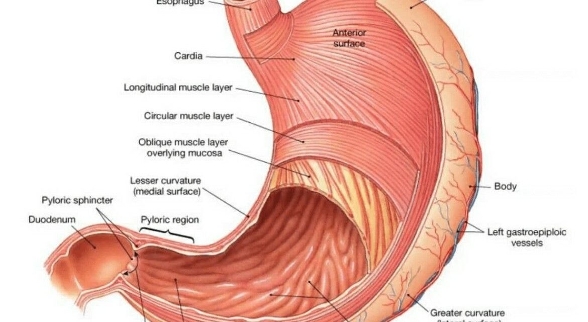 Anatomy and working function of Stomach