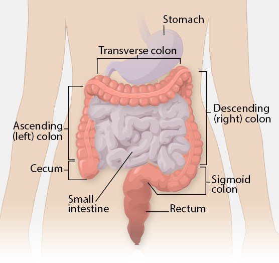 Anatomy and working function of large intestine