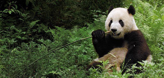 Giant Panda Reproduction Conservation Habit And Diet By Pritish Halder