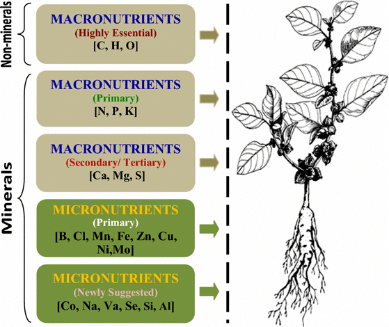 essential-macronutrients-in-plants-by-pritish-halder