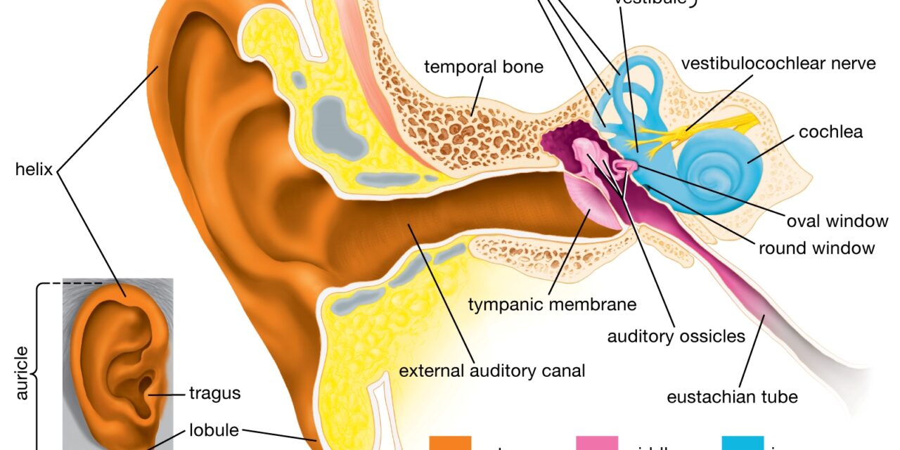 A brief description about the anatomy of human ear