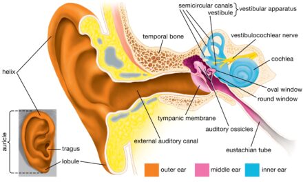 A brief description about the anatomy of human ear