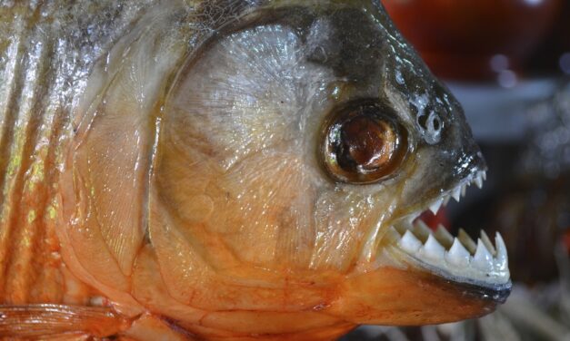 Brief introduction of flesh-eating fish of amazon – Piranha