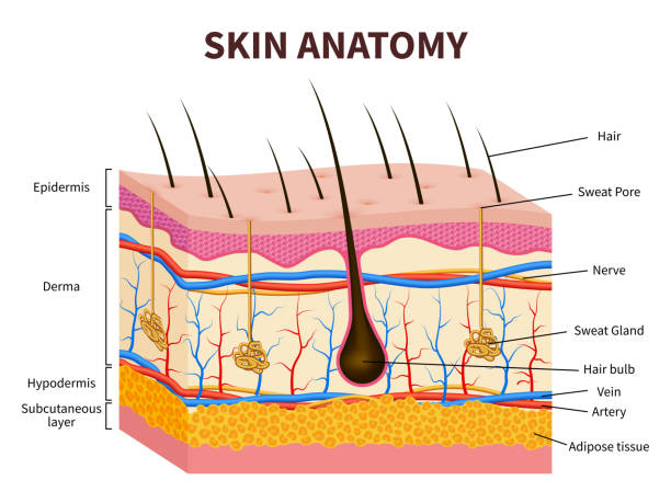Human Skin – Description, Anatomy and function