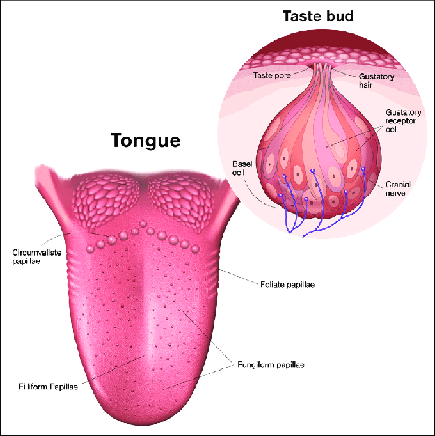 Human tongue – Description, Anatomy and function