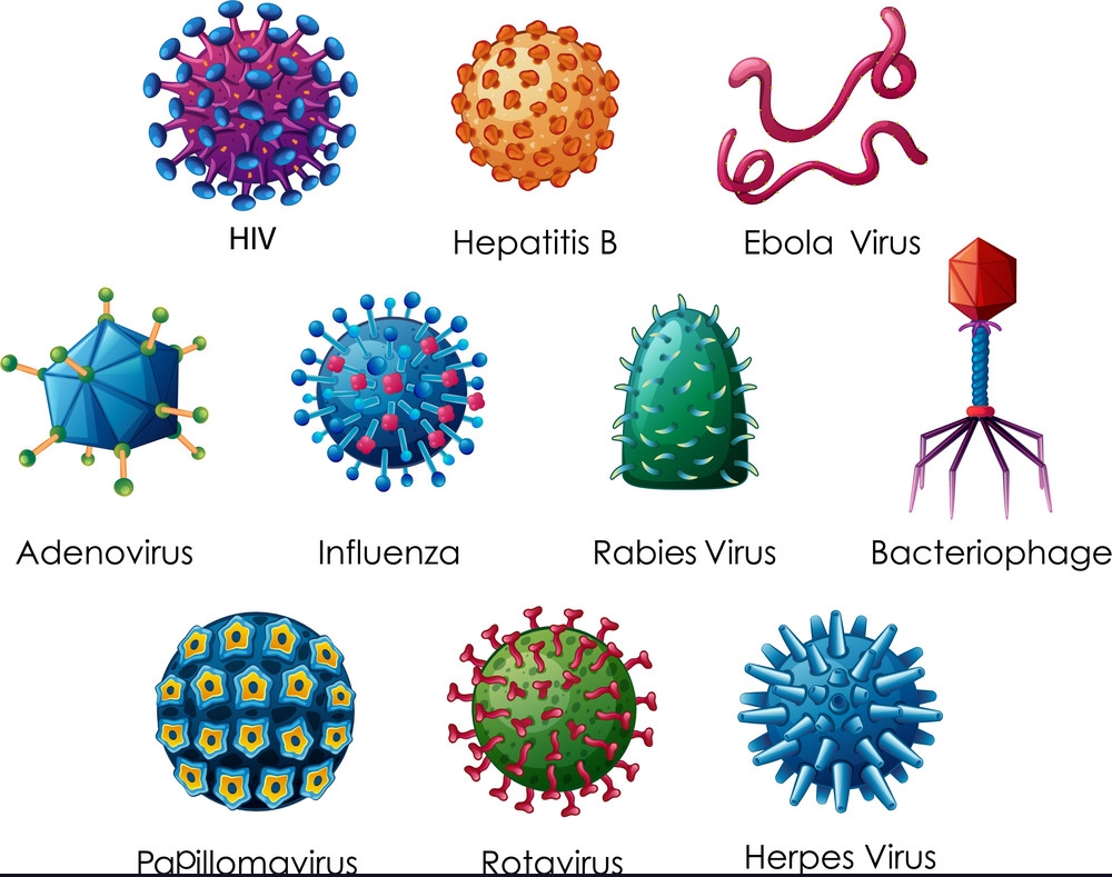 virus-structure-classification-and-viral-disease-by-pritish-halder