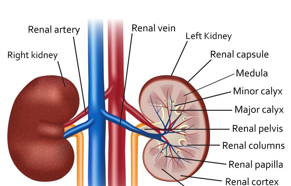 A brief description about the anatomy of Kidneys