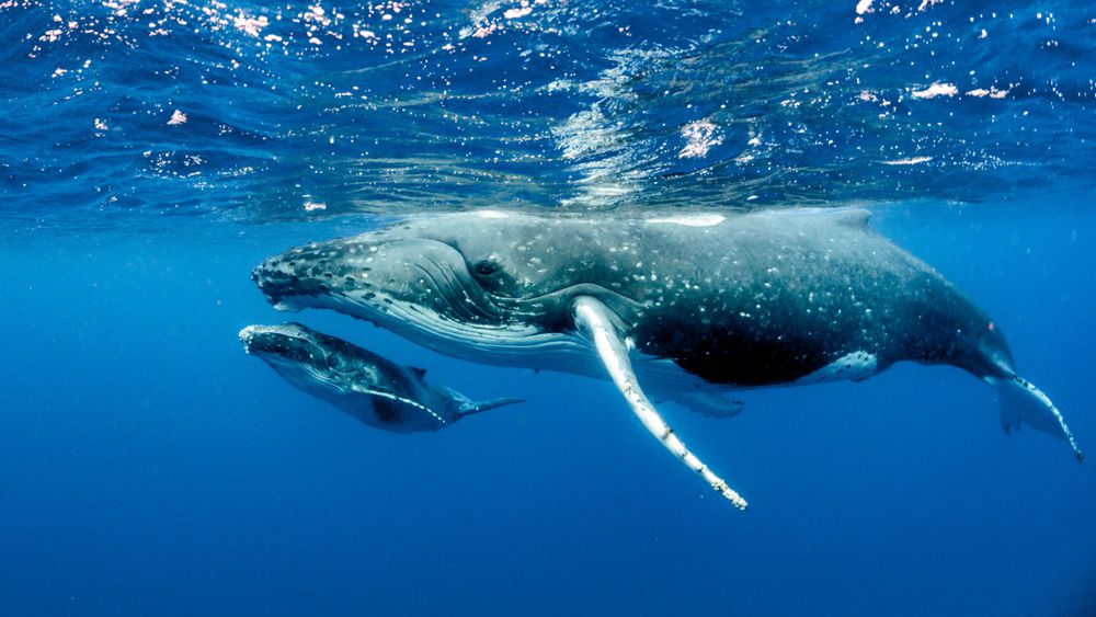 World Biggest Greyish-blue Mammal, Marine- Blue whale