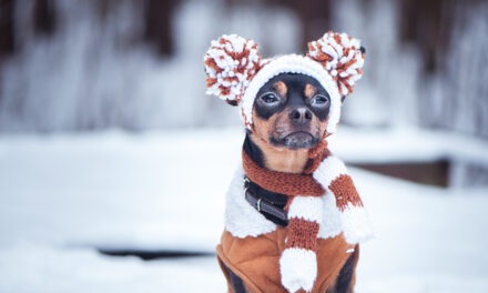 Winter seasons and your pet care.