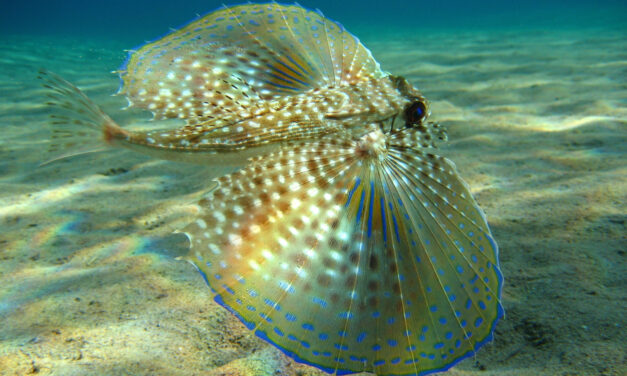 5 Most beautiful and colorful sea creatures.