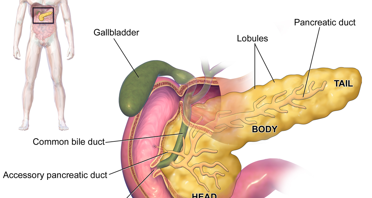 Anatomy and working function of Pancreas