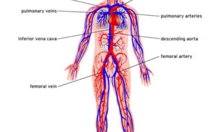 A brief idea of circulatory system of human body