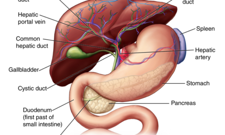 Anatomy and working function of Liver