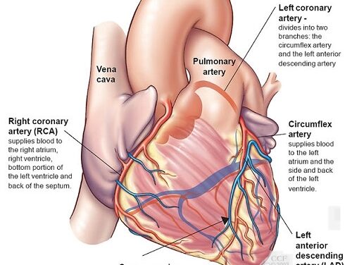 Anatomy and working function of human heart