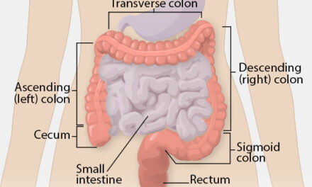 Anatomy and working function of large intestine