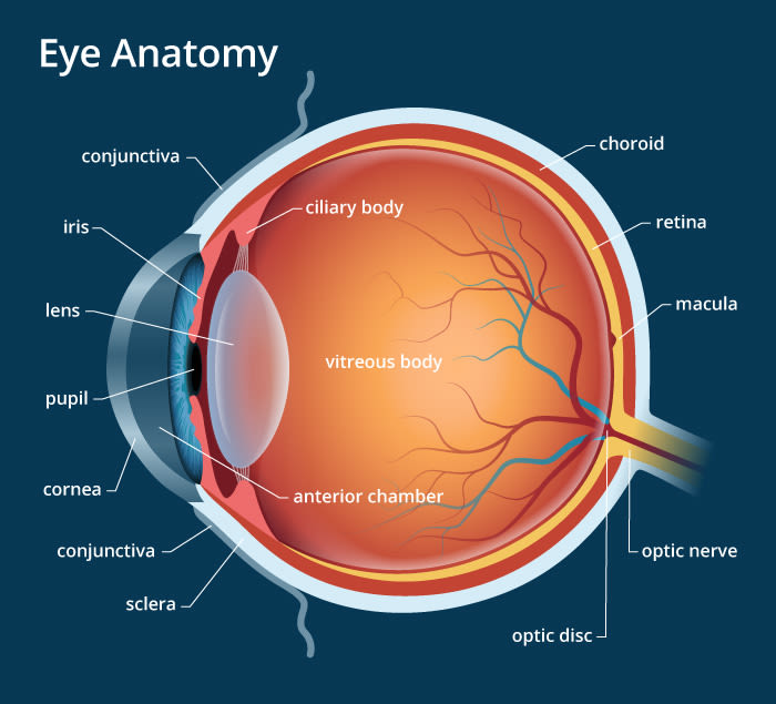 A brief description about the anatomy of human eye