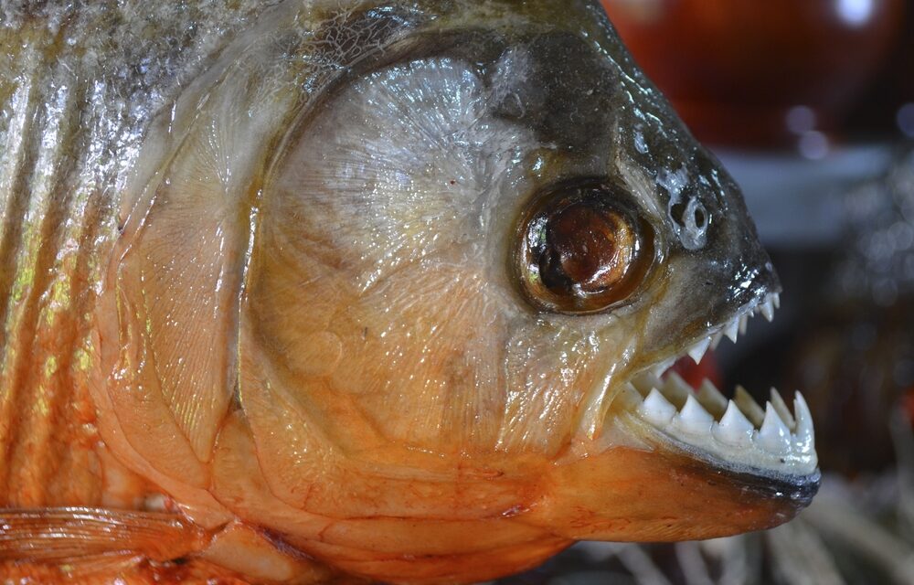Brief introduction of flesh-eating fish of amazon – Piranha