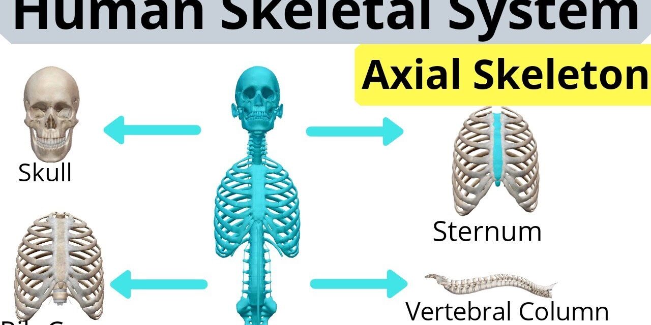 A brief description about axial skeleton
