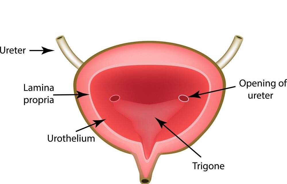 Urinary bladder – anatomy and function