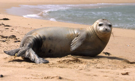 Mediterranean Monk Seal – Habits, lifespan and threats