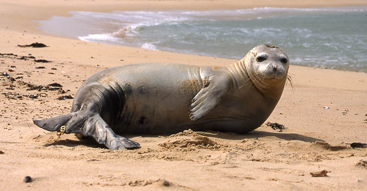 Mediterranean Monk Seal – Habits, lifespan and threats