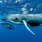 World Biggest Greyish-blue Mammal, Marine- Blue whale