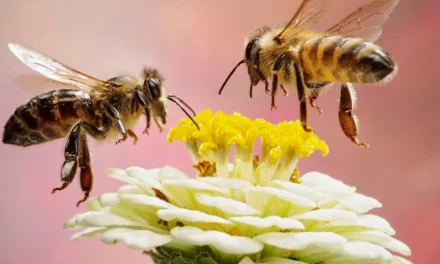 What is happening to the honeybees?